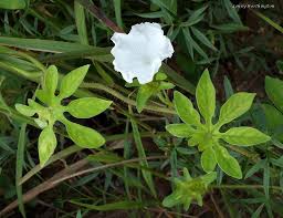 Image result for Ipomoea pes-tigridis