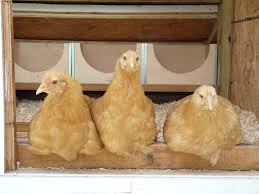 Can you wash baby chicks? Chickens In Hot Weather 17 Ways To Help Keep Your Flock Cool This Summer Ferndale Chickens