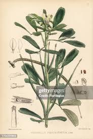 Image result for Trigonella foenum-graecum