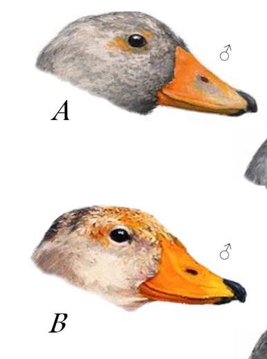 A: Quetro de Chilo&eacute; o Pato vapor de Chilo&eacute; (Tachyeres ketru) B: Quetro austral o Pato vapor magall&aacute;nico (Tachyeres pteneres) 