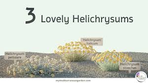 Image result for Helichrysum lineare