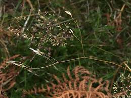 Image result for Avenella flexuosa