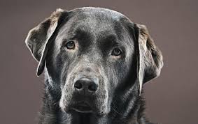 Stage 2 hemangiosarcoma in dogs. Hemangiosarcoma Cancer Support For Dogs Mcdowell S Herbal Treatments