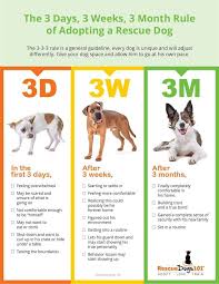 Adopting A Rescue Dog How To Help Them Adjust To The First 3 Days