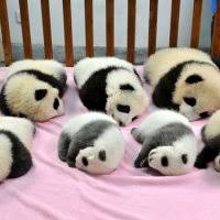 Nah,, ada yang masih bingung? Comel Sungguh Anak Anak Panda Ni 10 Gambar