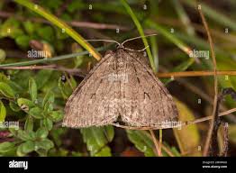 Image result for Operophtera brumata