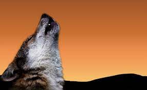 Does Dog Howling Signify A Bad Omen Can Dogs Sniff Death Petmoo