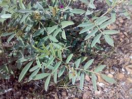 Image result for Tephrosia dasyphylla