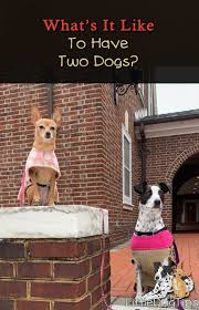 We did not find results for: What S It Like To Have Two Dogs Little Dog Tips