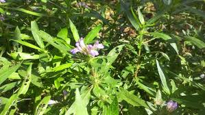Image result for Hygrophila schulli