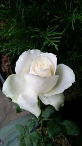Gambar bunga gambar bunga mawar yang indah. Jual Tanaman Bunga Mawar Putih Di Lapak Mahameru Flora Bukalapak