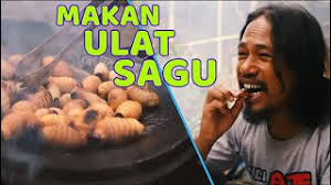 Potensi ulat sagu dan prospek pemanfaatannya sjahrul bustaman balai besar pengkajian dan ulat sagu belum dimanfaatkan secara komersial. Makan Ulat Sagu Kidu Ulat Sagu Masakan Unik Extreme Youtube