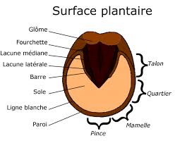 Le Pied Son Anatomie Et Ses Pathologies Marechalerie Neuffer Anatomie Du Cheval Cheval Galop Equitation