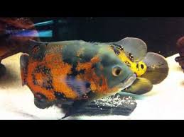 Https Www Youtube Com Watch V 6zoxg9exf2m Oscar Fish Fish Breeding Fish