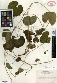 Image result for Aristolochia zenkeri