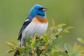 Image result for Passerina montana