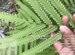 Image result for Amblovenatum