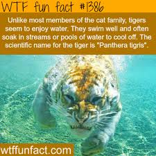 Fur provides camouflage in the snow, and the skin can. Wtf Fun Factss Animal Facts Tiger Facts Fun Facts