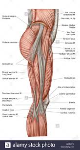 Both the thigh and leg are . Anatomy Of The Upper Leg Anatomy Drawing Diagram