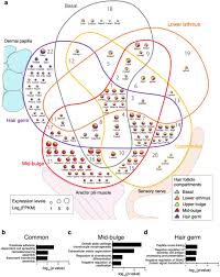 Gels of polysaccharides and fibrous proteins fill the interstitial space and act as a compression buffer against the stress placed on the ecm. Mapping The Molecular And Structural Specialization Of The Skin Basement Membrane For Inter Tissue Interactions Biorxiv