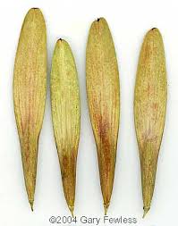 Wood ash has a ph level of 8 to 9, so it can be used in place of lime to increase soil alkalinity. Trees Of Wisconsin Fraxinus Americana White Ash