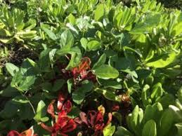 Image result for Vigna monophylla