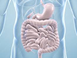 Menschlicher Korper Mit Ubersicht Der Inneren Organe Anatomische 3d Illustrationen
