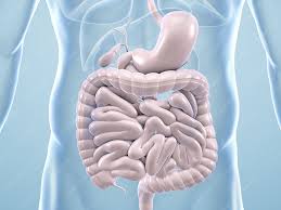 Welche organe werden nicht vom peritoneum viszerale. Menschlicher Korper Mit Ubersicht Der Inneren Organe Anatomische 3d Illustrationen