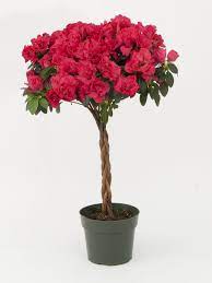 Pin On Azaleas