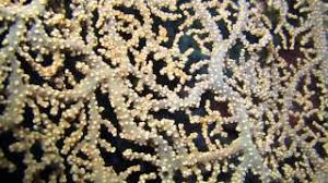 Image result for Hylebates cordatus