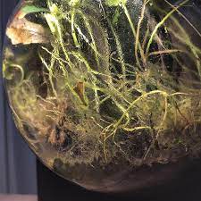 Tips And Tricks For Cleaning A Closed Terrarium - Terrarium Blog