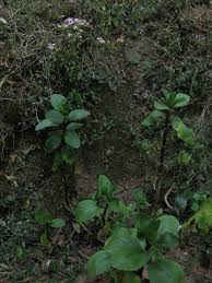 Image result for Kalanchoe latisepala