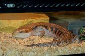 Red eye crocodile skink (tribolonotus gracilis). Choosing Buying Or Building Terrarium For Blue Tongue Skink Care Guides For Pet Lizards