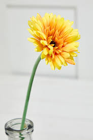 Image result for Gerbera