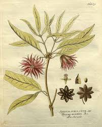 Japanese Star Anise Illicium Anisatum Gaertner Vietz 1800 Plant Drawing Fauna Illustration Plant Illustration