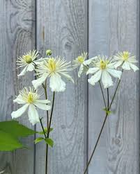 Image result for Clematis brachiata