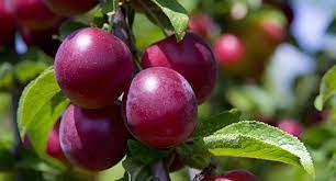 Maybe you would like to learn more about one of these? Plum Growing Guide Tui When To Plant Feed And Harvest