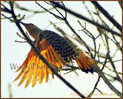 Bird With Orange Feathers Under Wings Bird In Flight Northern Flicker Sunset With Wings Birds In Flight Nature Photography Northern Flicker