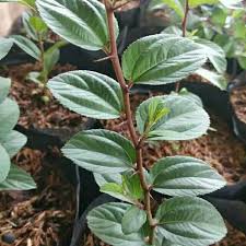 Ini berbagai khasiat daun bidara salah satunya bisa untuk mengusir. Jual Daun Bidara Arab Terbaru Lazada Co Id