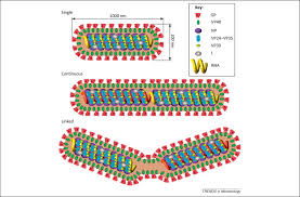Marburg virus is a hemorrhagic fever virus of the filoviridae family of viruses and a member of the species marburg marburgvirus, genus marburgvirus. Filovirus An Overview Sciencedirect Topics