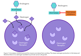 To help make sense of the options, we spoke with michael zelefsky, vice chair of. Aromatase Inhibitors And Joint Pain Causes And Ways Of Managing Owise Uk