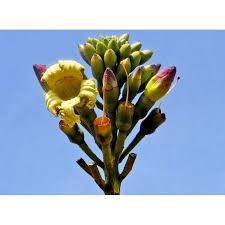 Image result for Oroxylum indicum