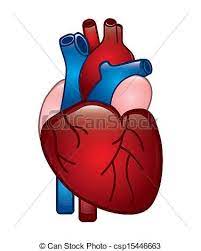 Vector Human Heart Stock Illustration Royalty Free Illustrations Stock Clip Art Icon Stock Clipart Icons Human Heart Heart Illustration Heart Clip Art