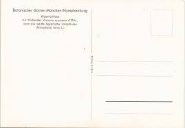 Über suchmaschinen haben wir folgende häusern zum kaufen für aldersbach gefunden. Botanischer Garten Victoria Haus Mit Bluhender Victoria Cruziana Nymphenburg Munchen Ansichtskarten Lexikon