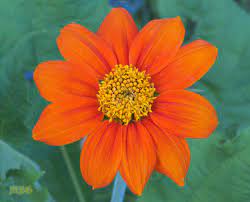 One single orange carnation flowers. Mexican Sunflower Nectar Flower Favorite For Monarchs