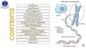 Image result for Delta F508