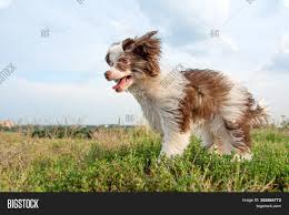 All dogs have amazing personalities. Funny Chinese Crested Image Photo Free Trial Bigstock