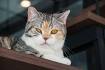 List of cat breeds - Wikipedia