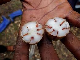 Image result for Raphia sese