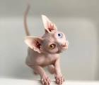 Hairless Sphynx Kittens For Sale